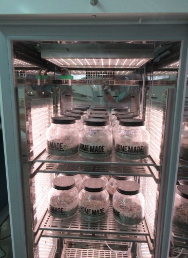 bioplastics_5.jpg